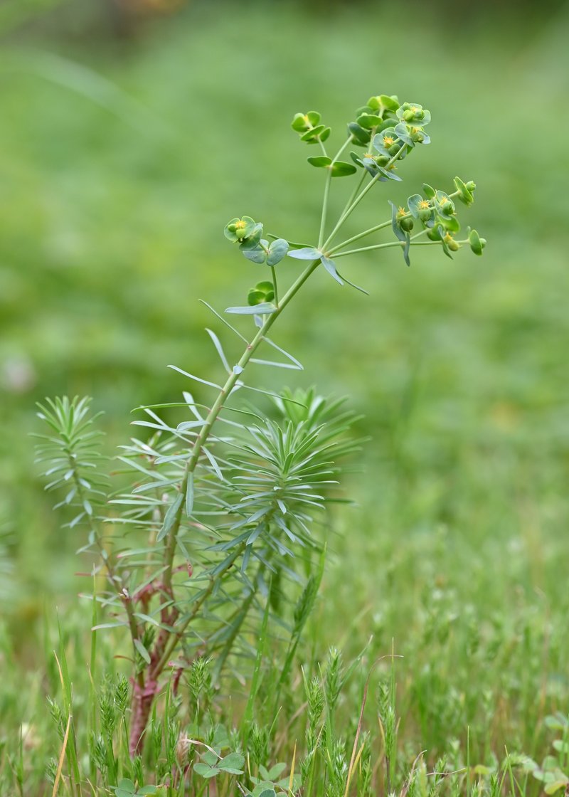 Grainfield Spurge photo 8