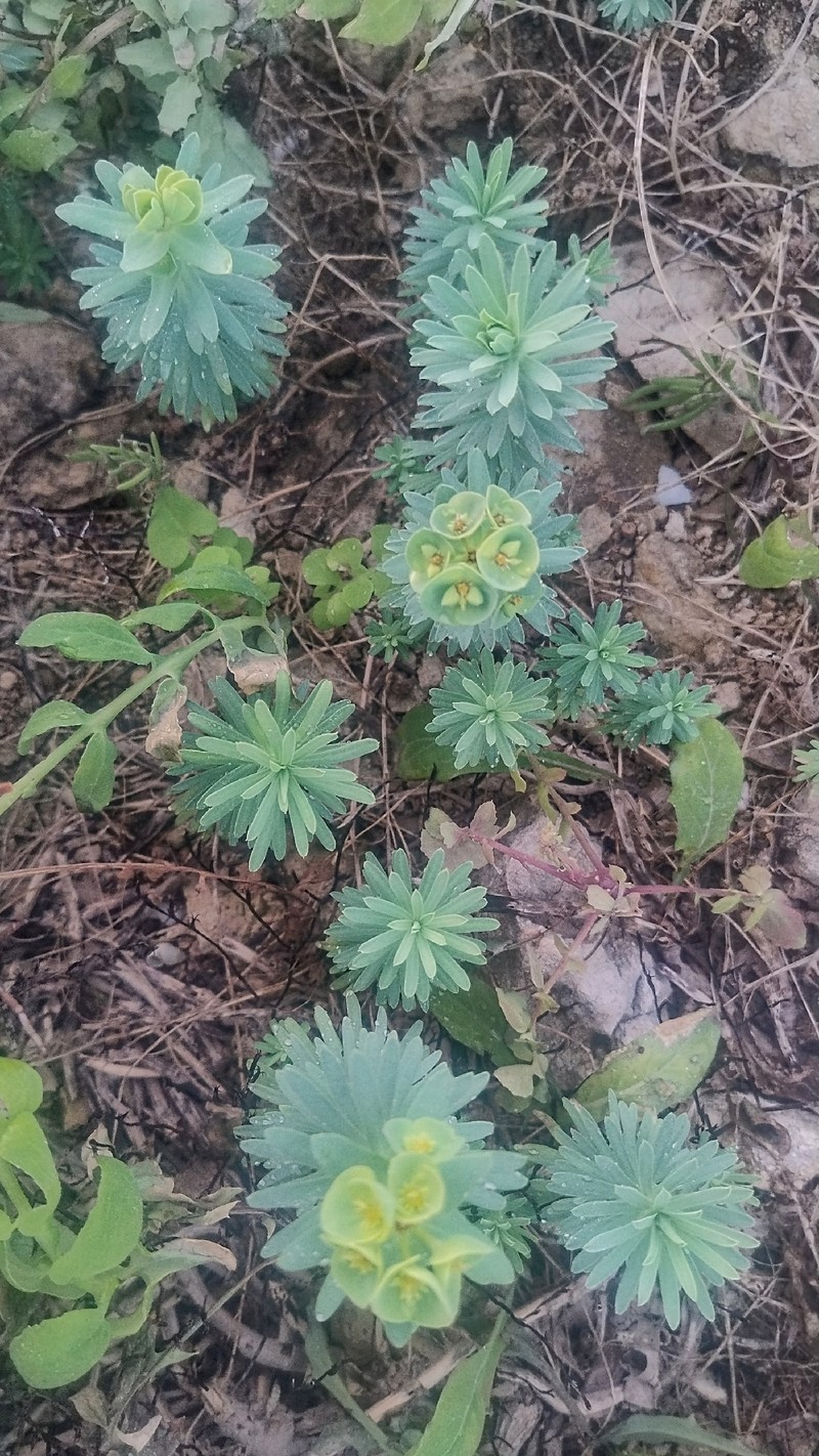 Euphorbia segetalis var. pinea