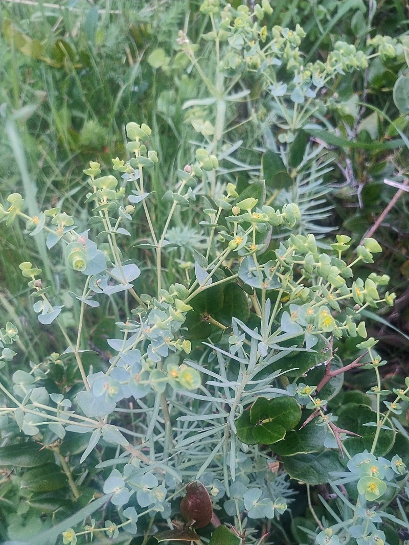 Euphorbia segetalis var. pinea photo 2