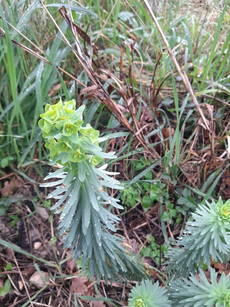 Euphorbia segetalis var. pinea photo 3