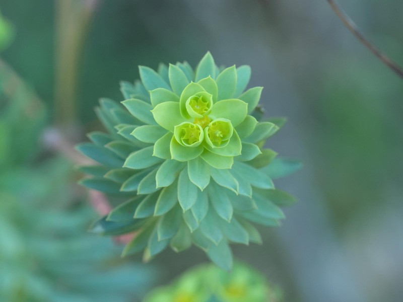 Euphorbia segetalis var. pinea photo 4