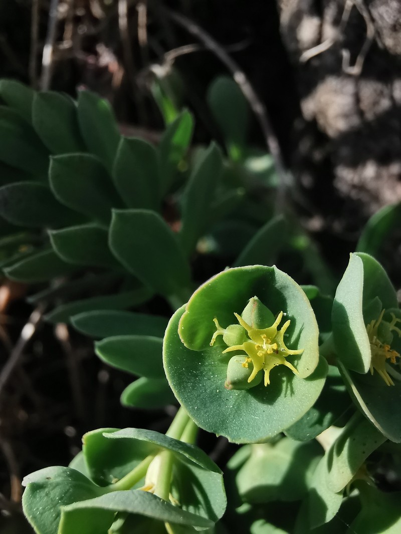 Euphorbia segetalis var. pinea photo 5