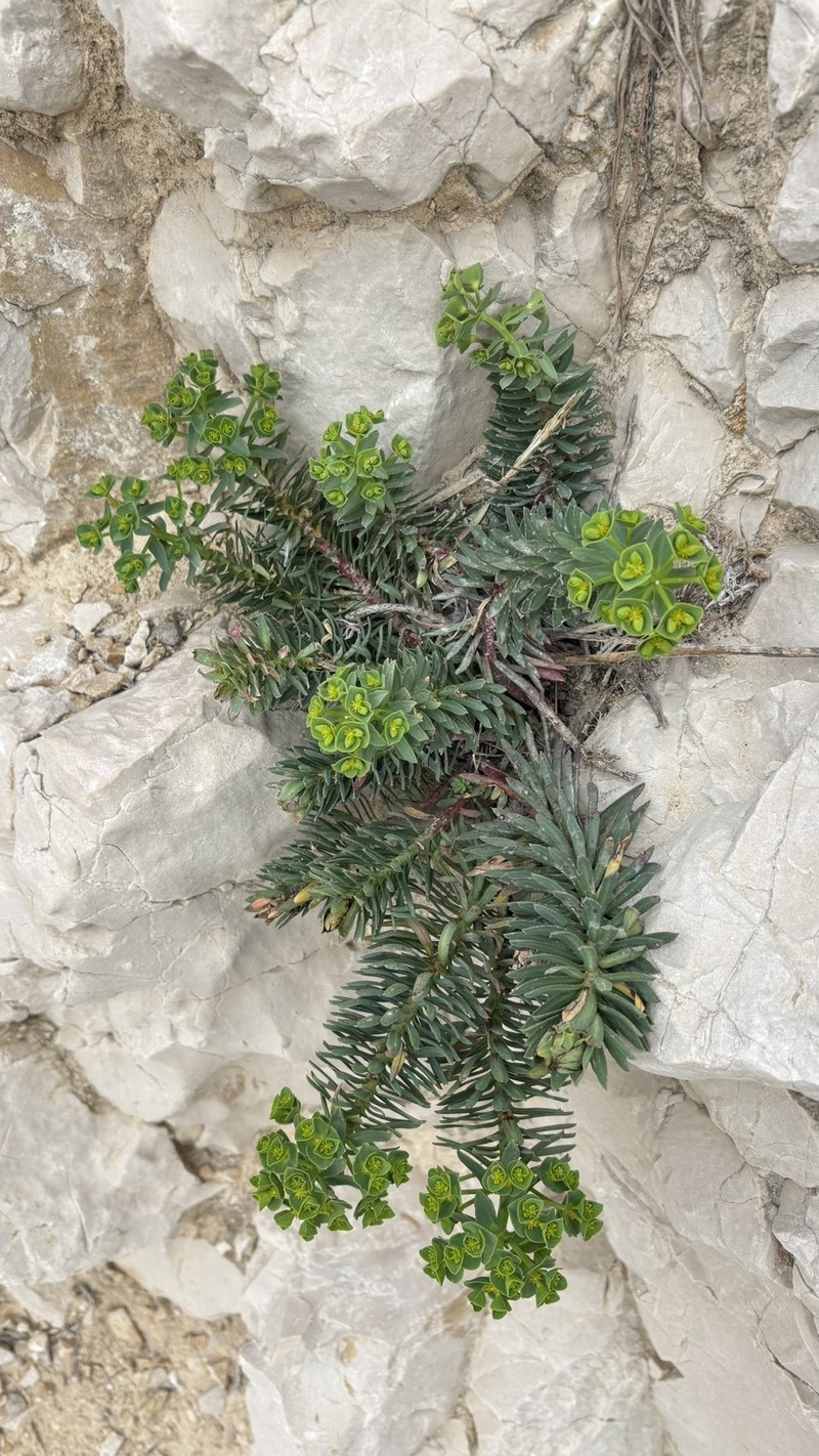 Euphorbia segetalis var. pinea photo 6