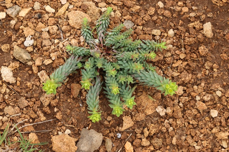 Euphorbia segetalis var. pinea photo 7