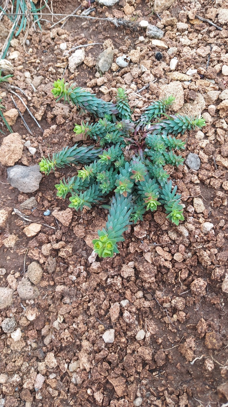 Euphorbia segetalis var. pinea photo 8