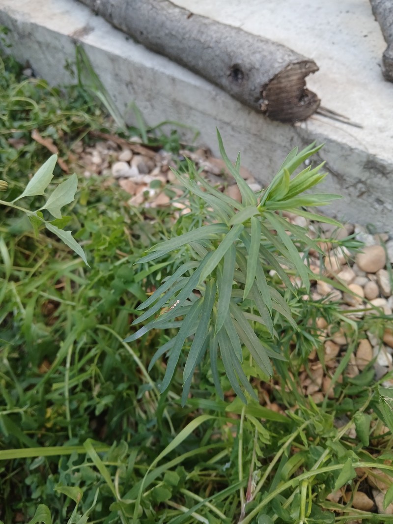 Euphorbia segetalis var. segetalis