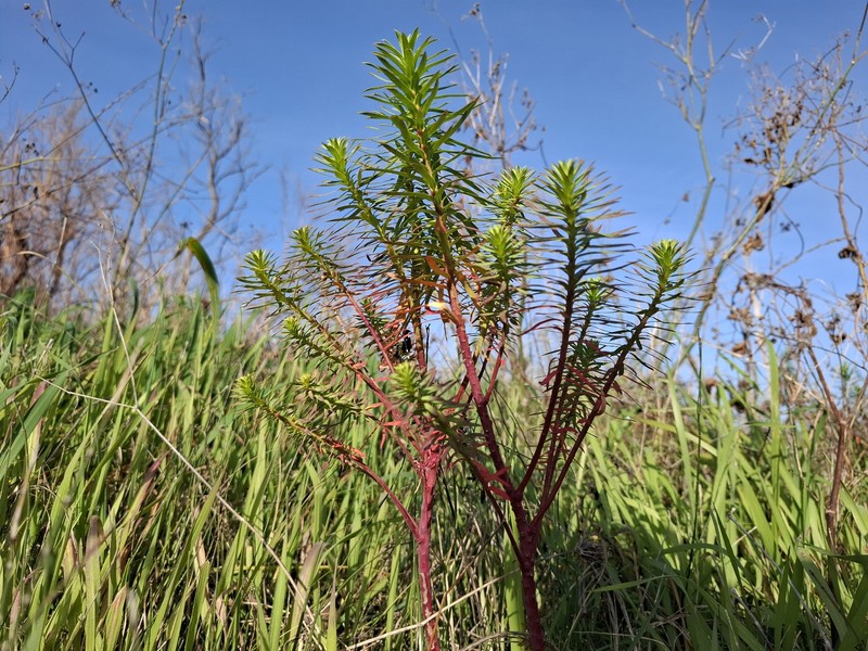 Euphorbia segetalis var. segetalis photo 2
