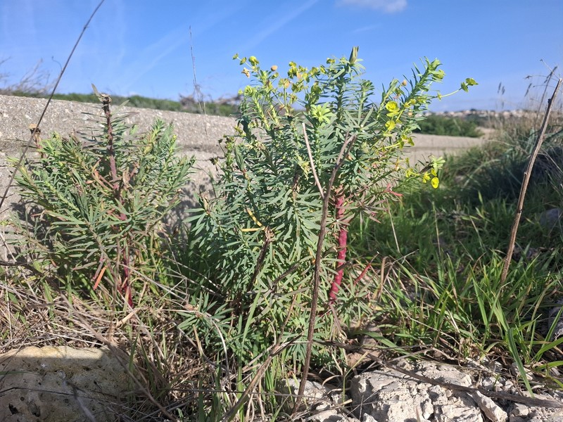 Euphorbia segetalis var. segetalis photo 3