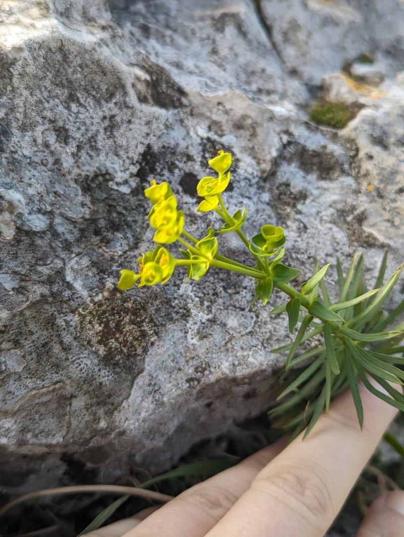 Euphorbia segetalis var. segetalis photo 4