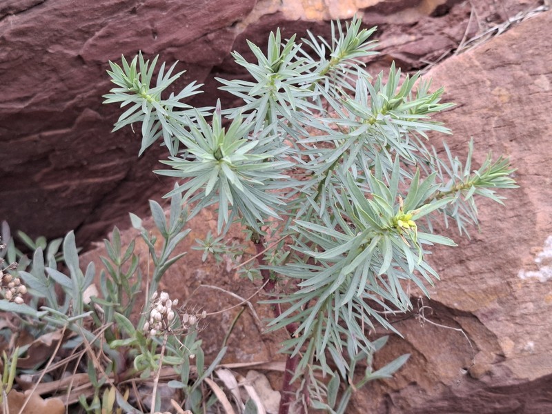 Euphorbia segetalis var. segetalis photo 5