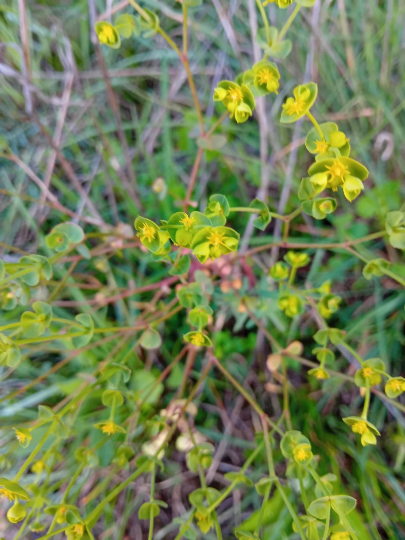 Euphorbia segetalis var. segetalis photo 6