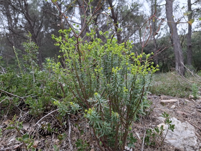 Euphorbia segetalis var. segetalis photo 7
