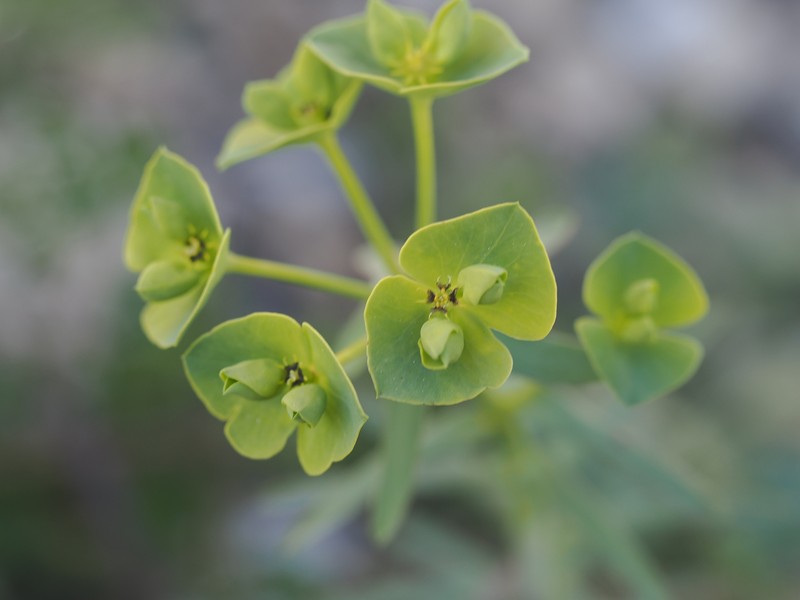 Euphorbia segetalis var. segetalis photo 8