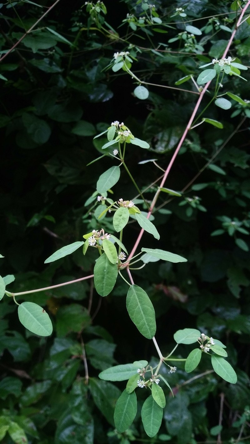 Euphorbia segoviensis