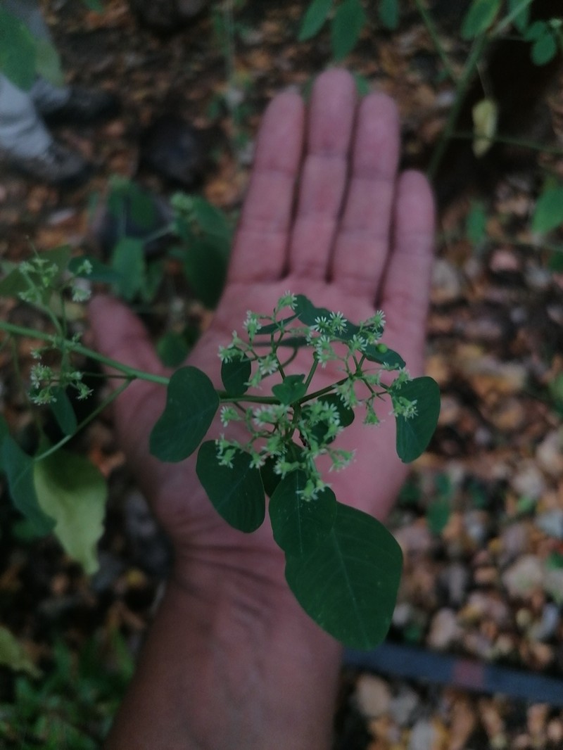 Euphorbia segoviensis photo 2