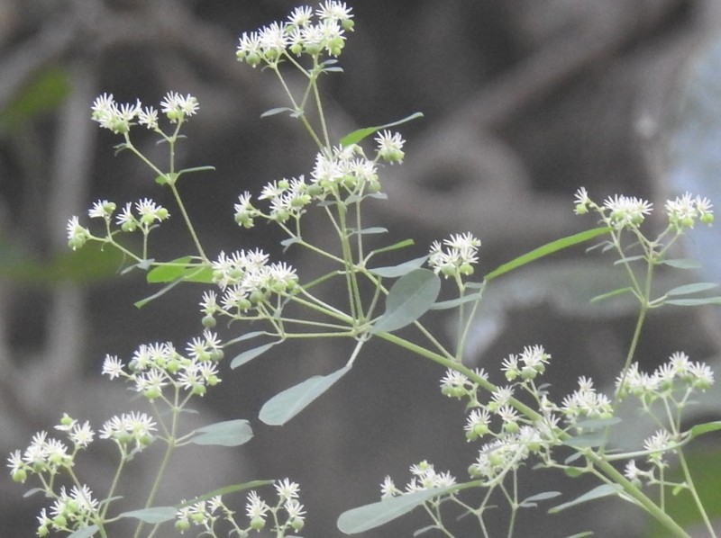 Euphorbia segoviensis photo 3