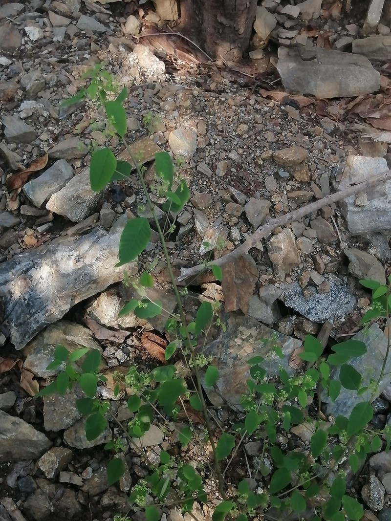 Euphorbia segoviensis photo 4