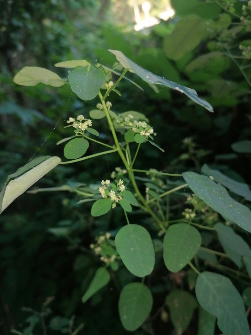 Euphorbia segoviensis photo 6