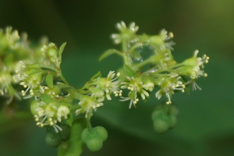 Euphorbia segoviensis photo 7