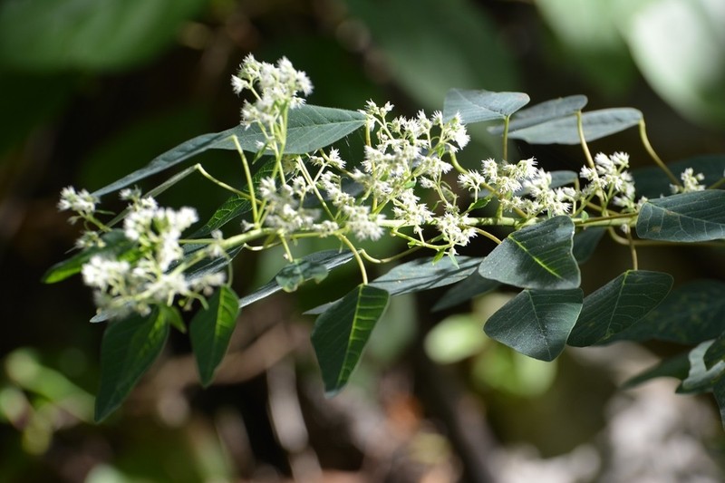Euphorbia segoviensis photo 8