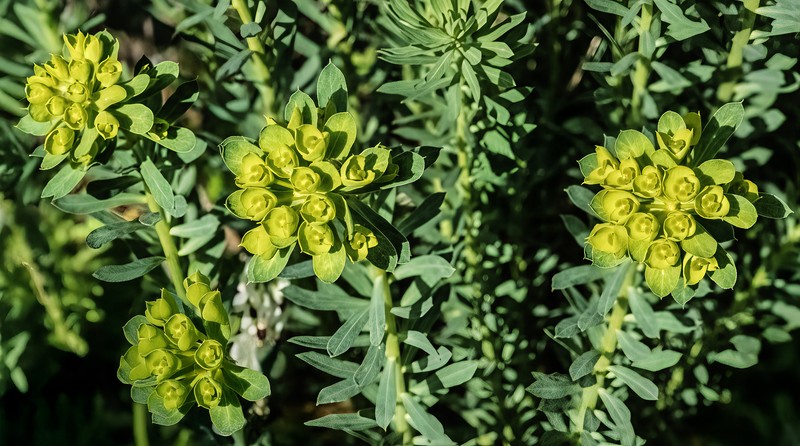 Euphorbia seguieriana