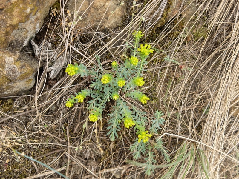 Euphorbia seguieriana photo 2