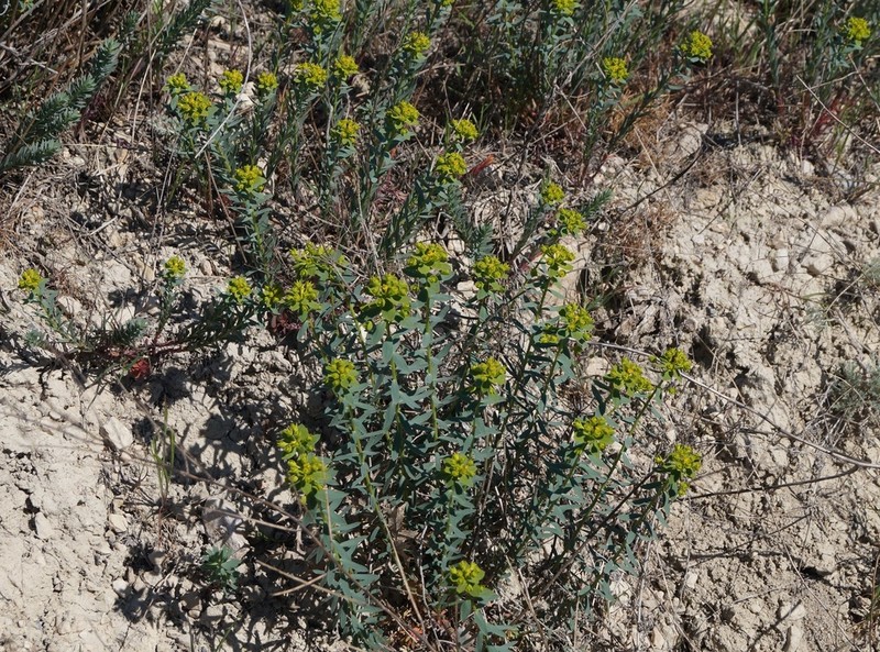 Euphorbia seguieriana photo 3