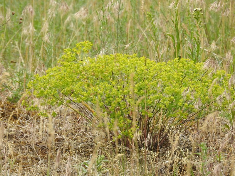 Euphorbia seguieriana photo 4