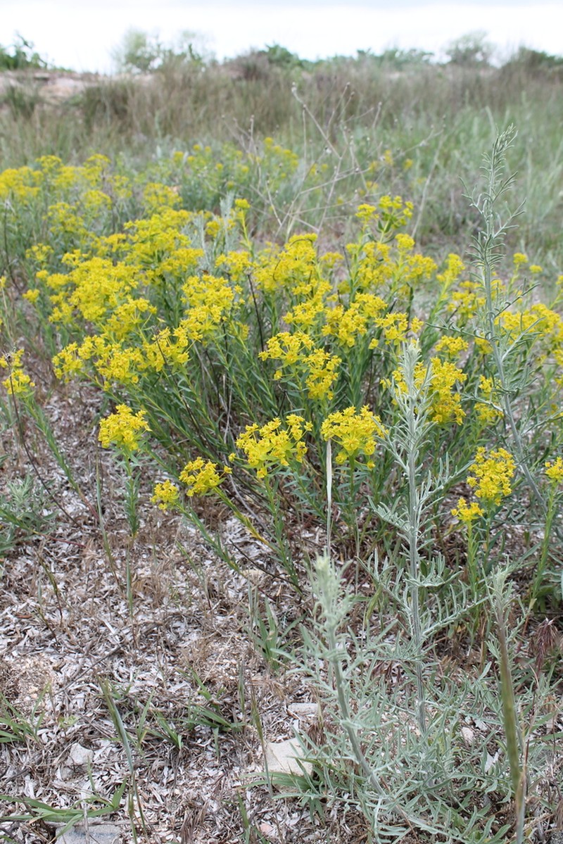 Euphorbia seguieriana photo 5