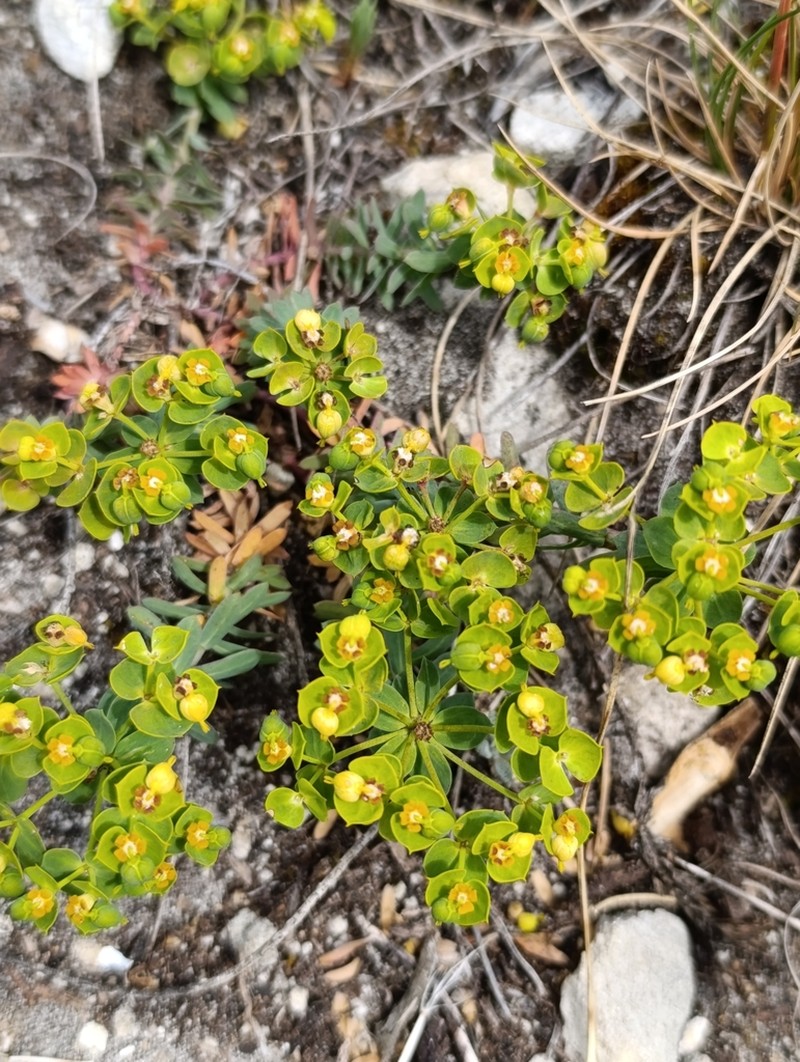 Euphorbia seguieriana photo 6