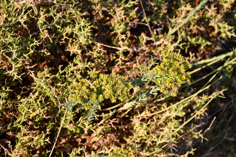 Euphorbia seguieriana photo 7
