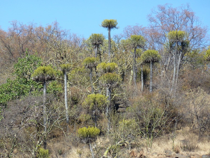 Euphorbia sekukuniensis