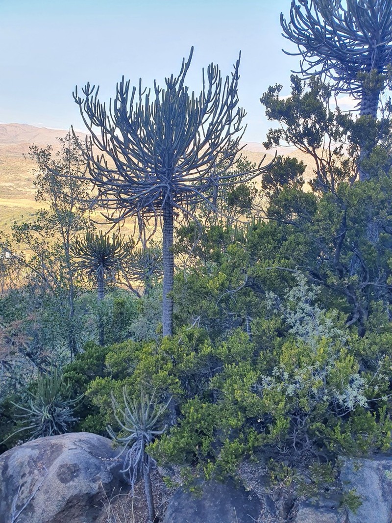 Euphorbia sekukuniensis photo 2