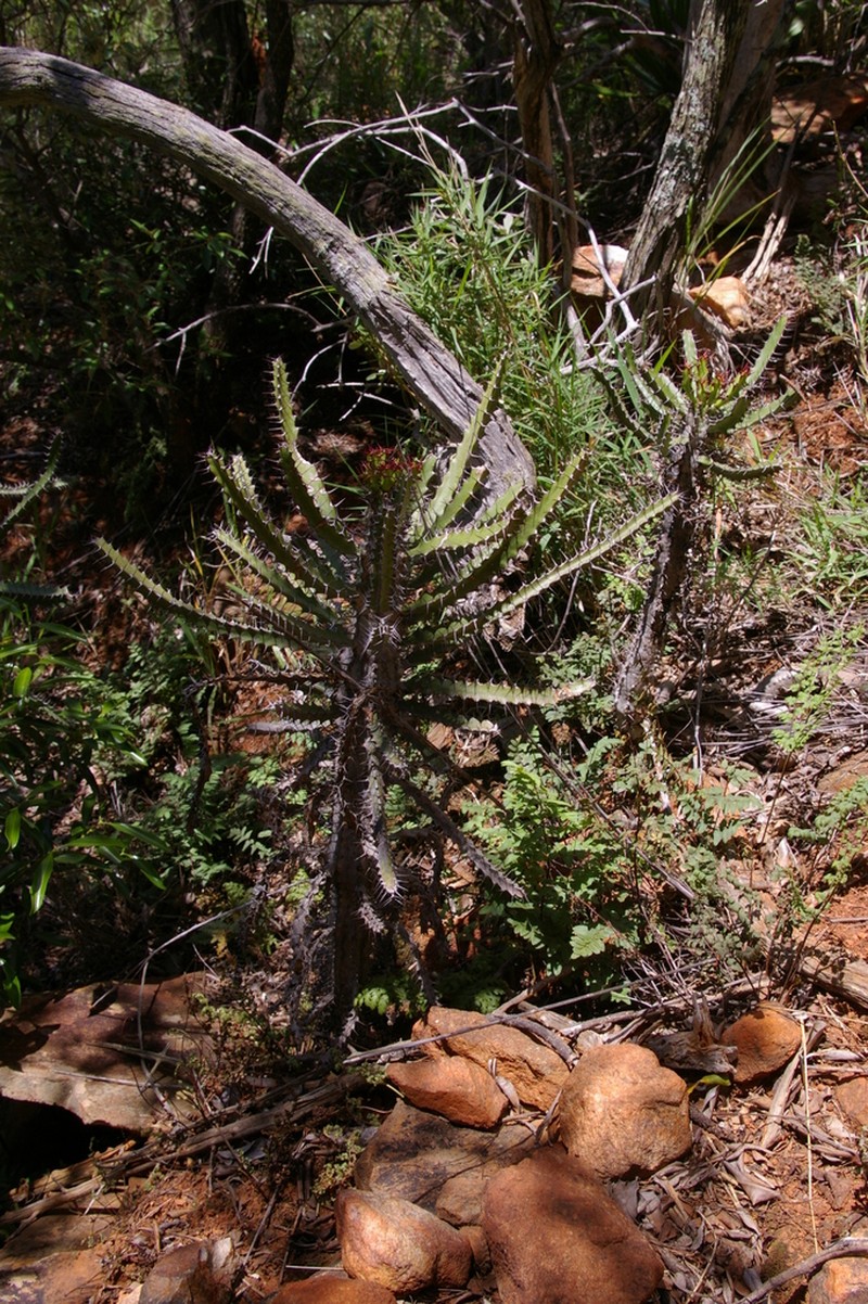 Euphorbia sekukuniensis photo 4