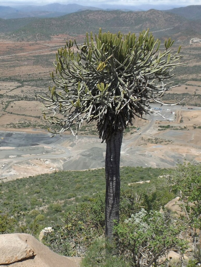 Euphorbia sekukuniensis photo 6