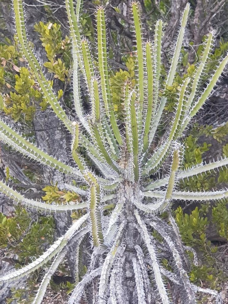 Euphorbia sekukuniensis photo 7