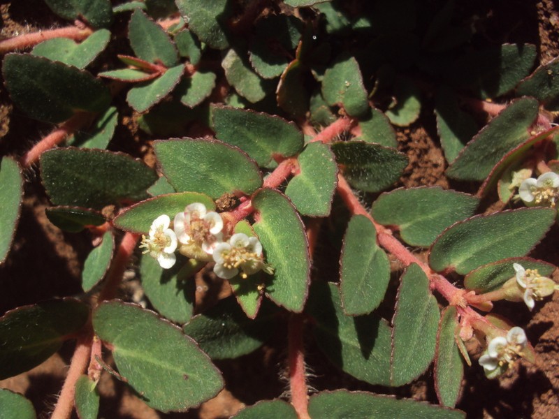 Euphorbia selloi