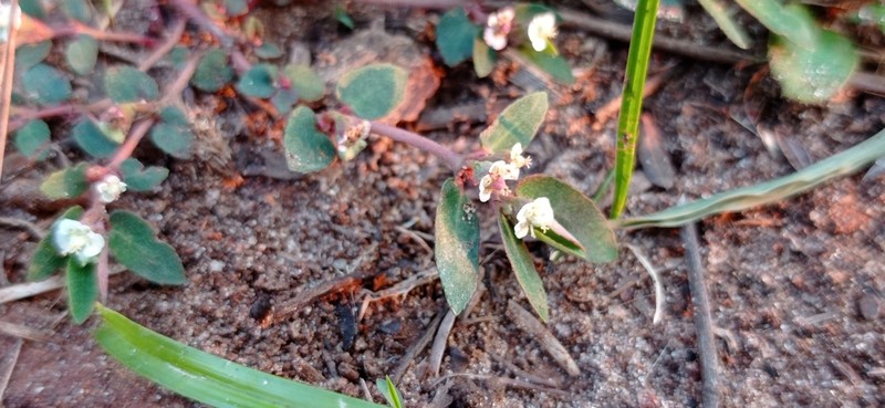 Euphorbia selloi photo 2