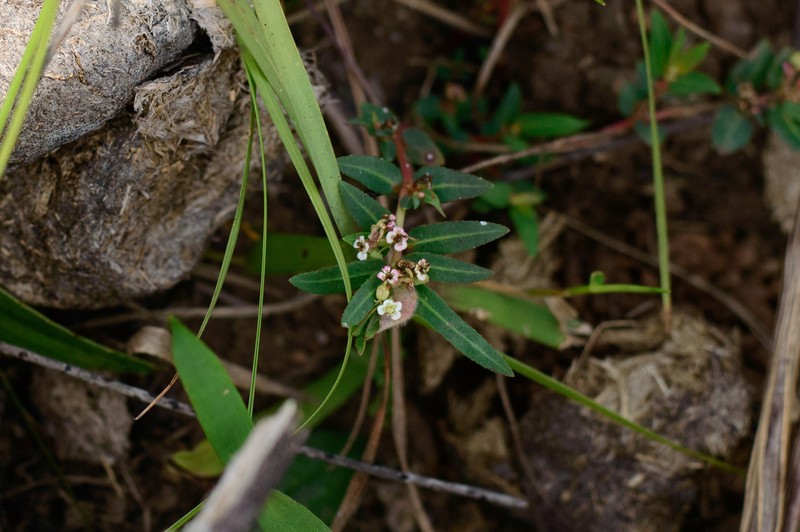 Euphorbia selloi photo 4
