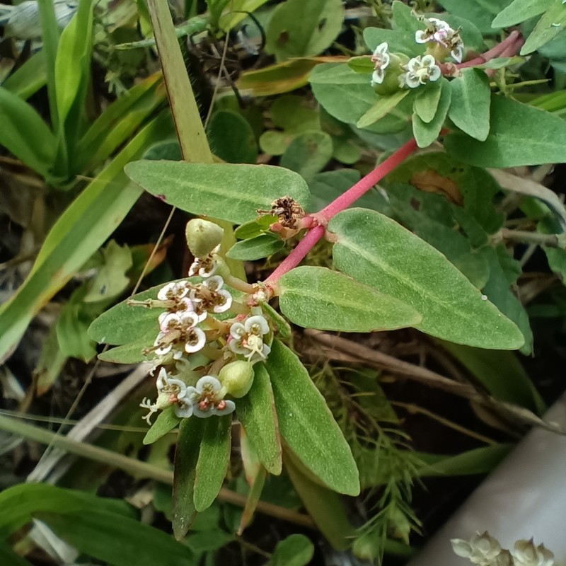 Euphorbia selloi photo 5