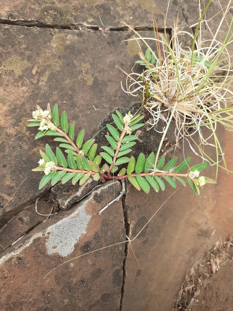 Euphorbia selloi photo 6