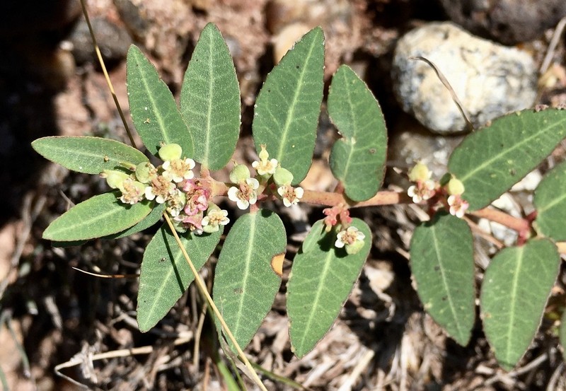 Euphorbia selloi photo 7