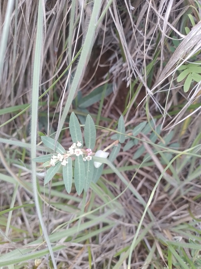 Euphorbia selloi photo 8