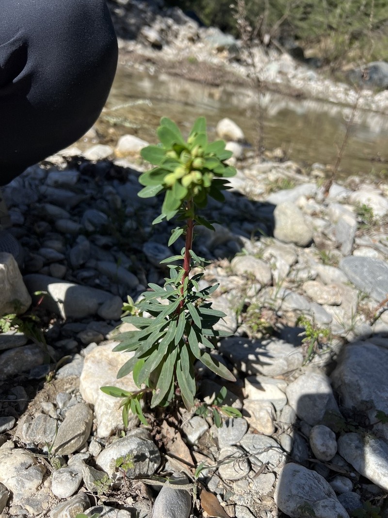 Euphorbia semiperfoliata