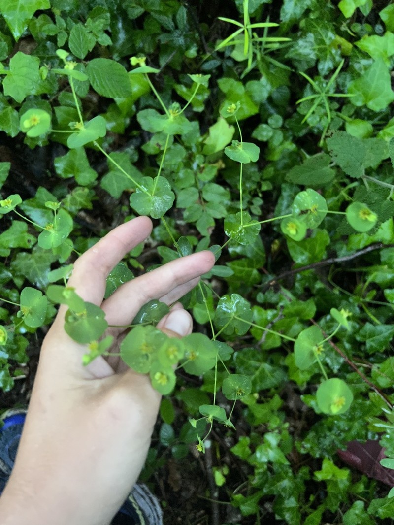 Euphorbia semiperfoliata photo 2