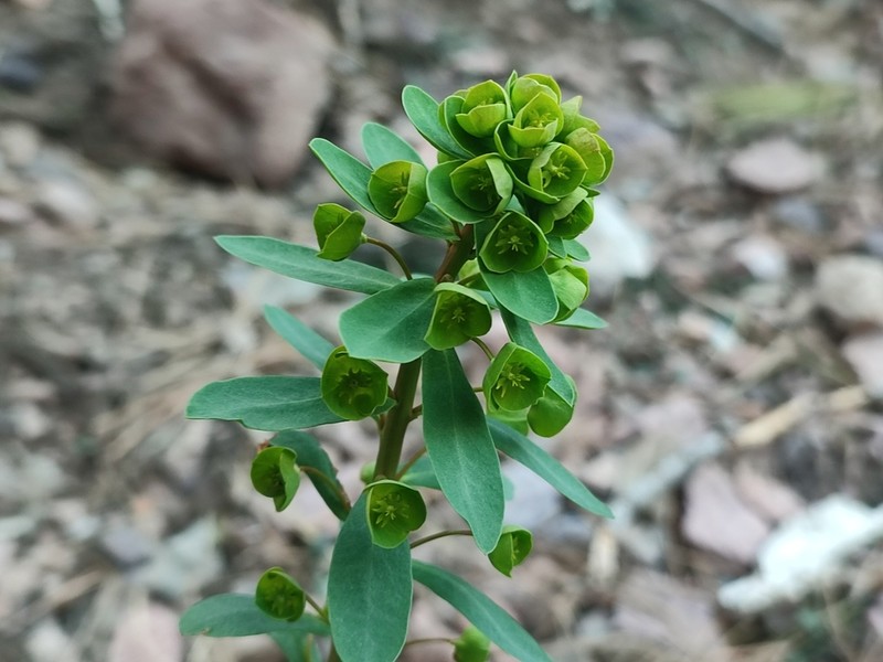 Euphorbia semiperfoliata photo 3