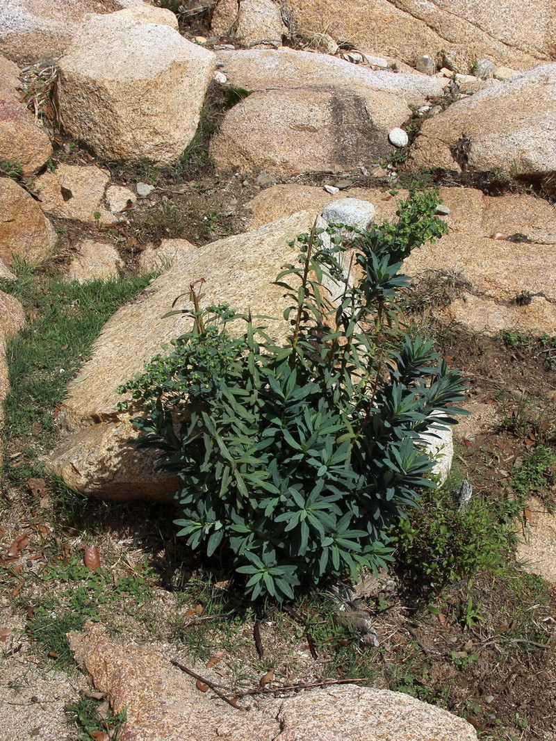 Euphorbia semiperfoliata photo 4