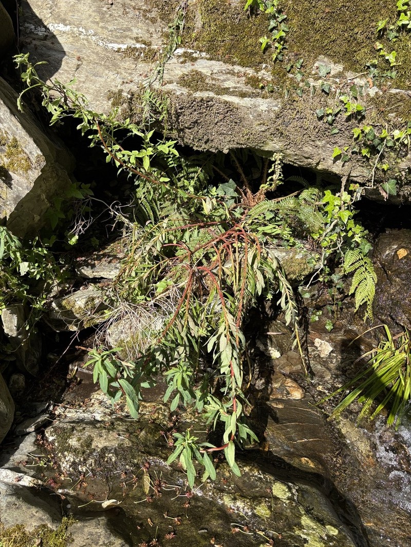 Euphorbia semiperfoliata photo 5