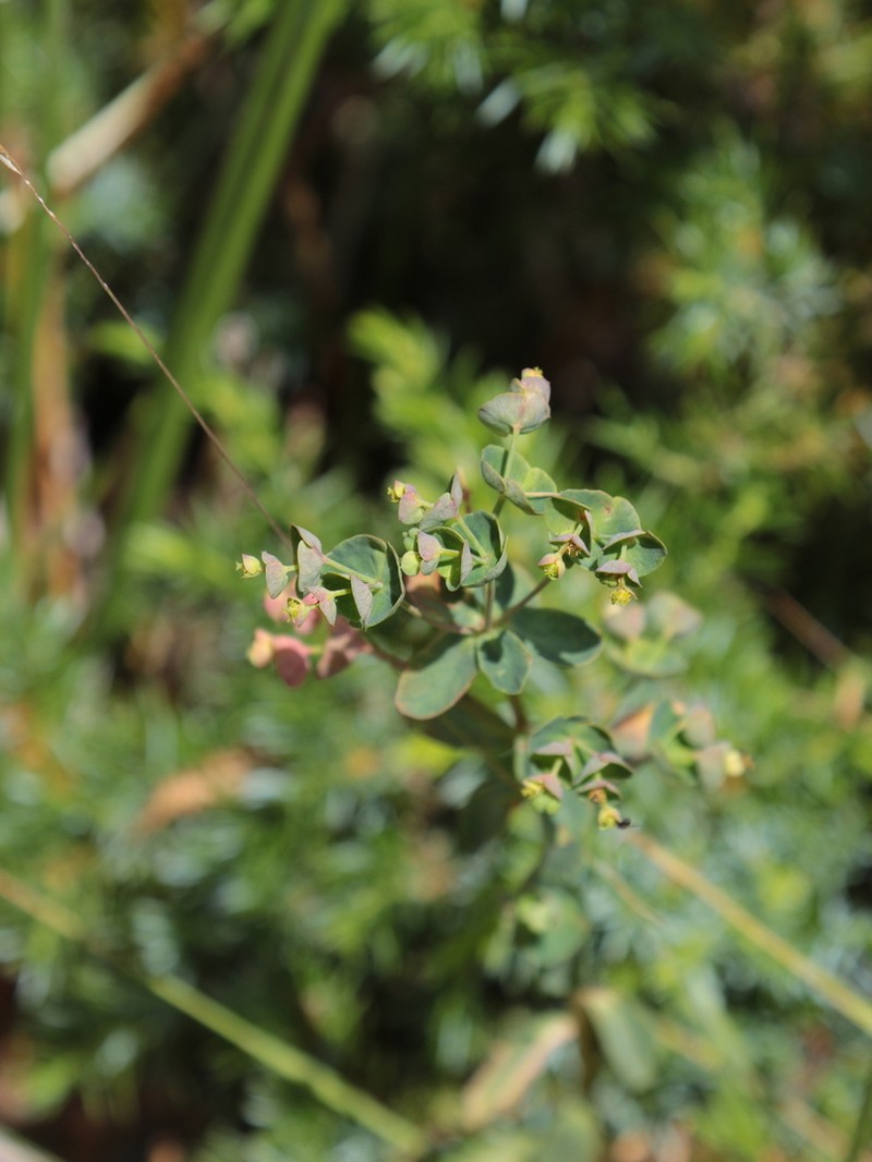 Euphorbia semiperfoliata photo 6