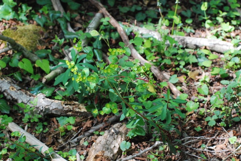 Euphorbia semiperfoliata photo 7